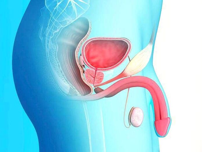 le pénis et son allongement chirurgical